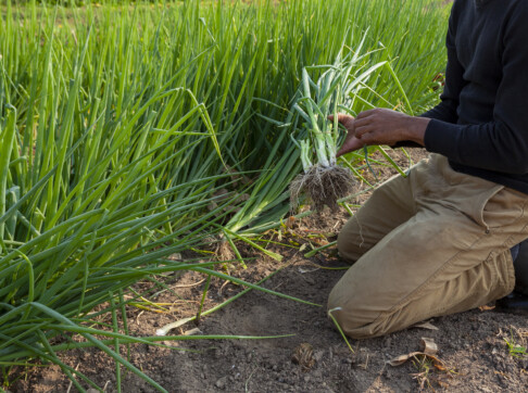 Overview-Report-Cover_-An-Assessment-of-Food-Systems-in-Nationally-Determined-Contributions-486x362 来源Global Alliance for the Future of Food.jpg